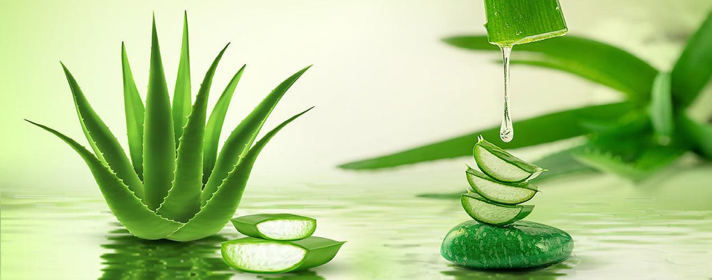 Aloe vera Keya Seth Aromatherapy