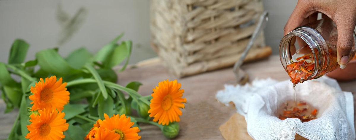 “Golden Elixir: DIY Calendula Oil Recipes to Illuminate Your Skin's Natural Brilliance!"